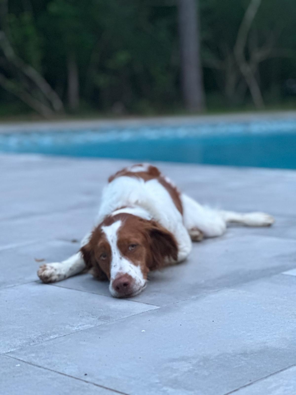 ScoopyPro mascot resting on a clean patio